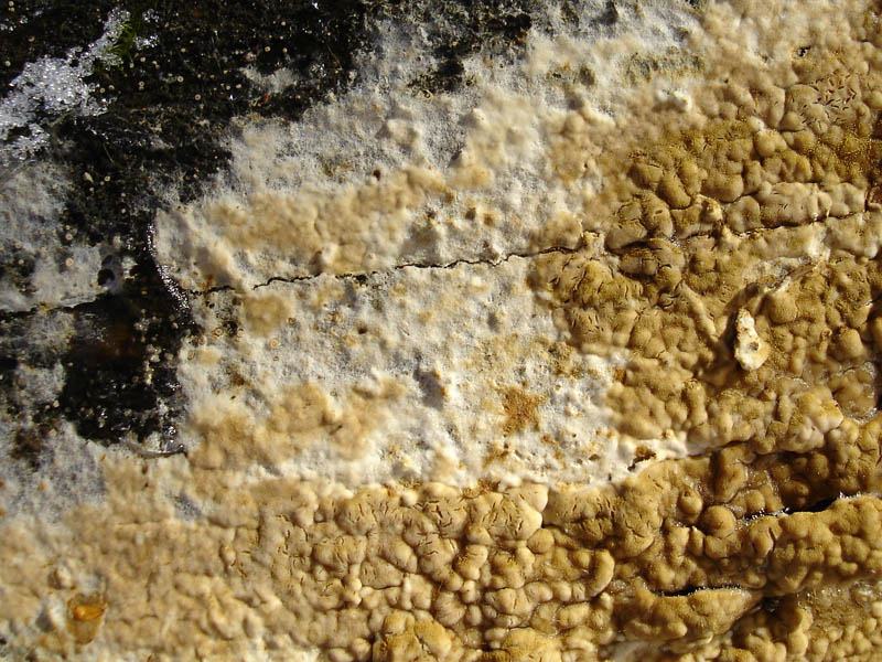 Coniophora_puteana_2_JS_20051029 (1)