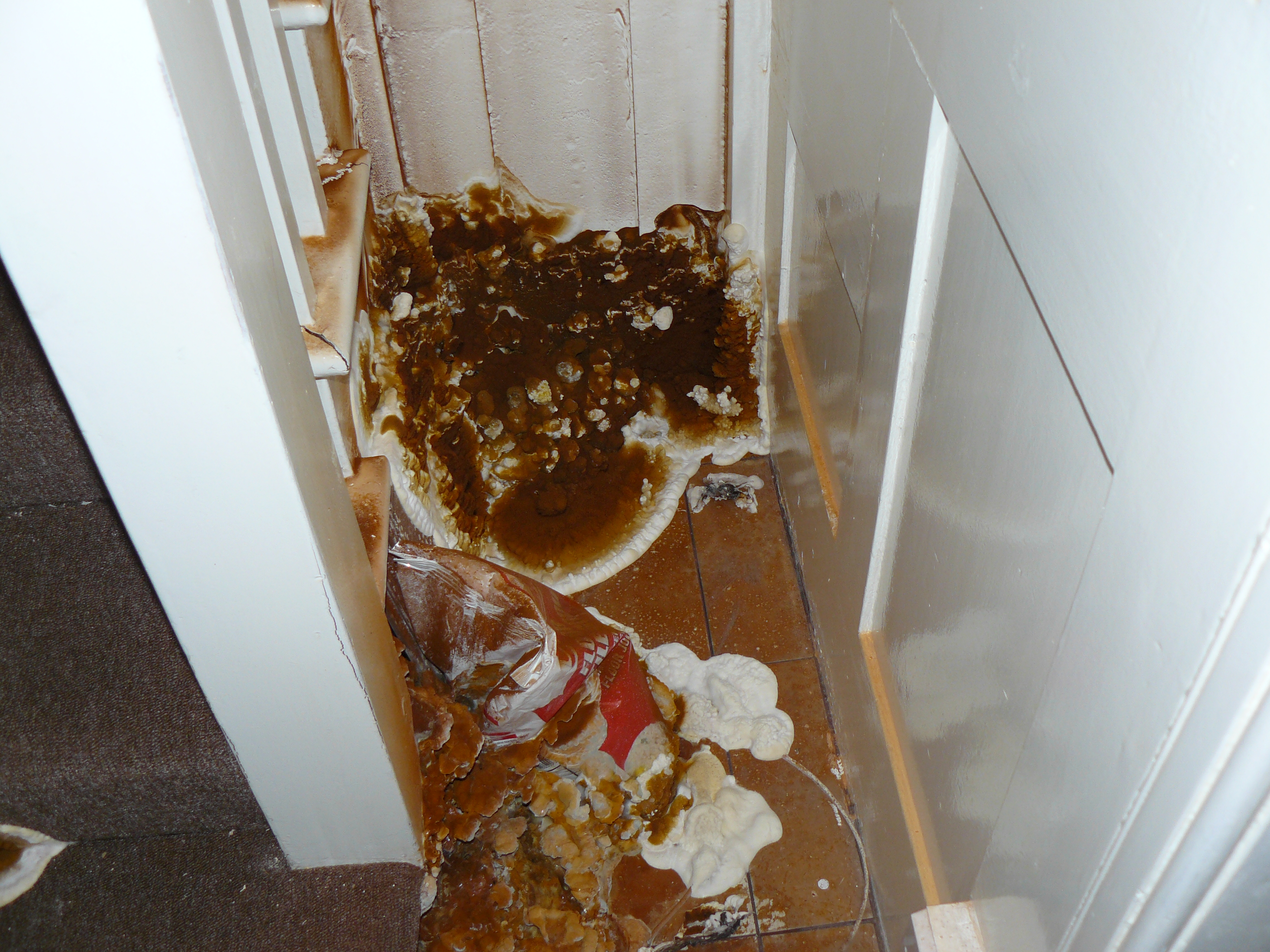 dry rot 2